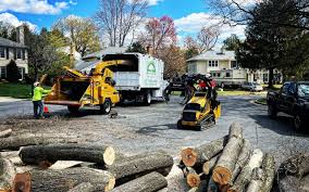 Reliable Hollister, MO Tree Removal Services Solutions