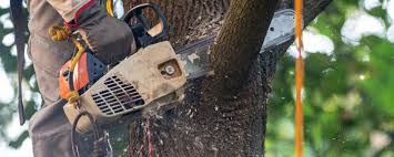 Best Arborist Consultation Services  in Hollister, MO