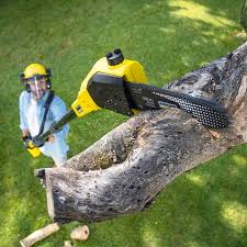 Best Tree Removal  in Hollister, MO