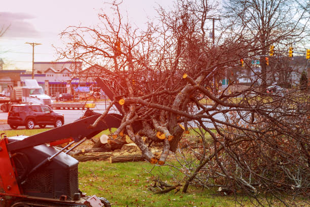 How Our Tree Care Process Works  in  Hollister, MO