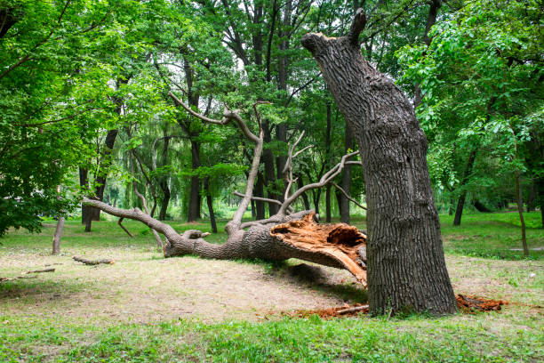 Best Utility Line Clearance  in Hollister, MO