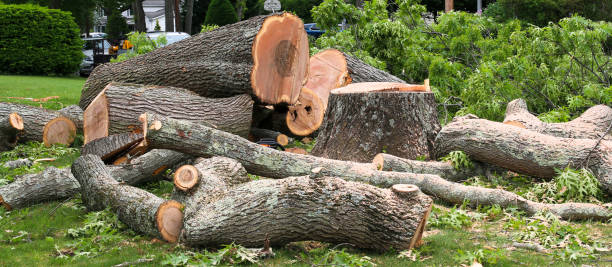 Best Stump Grinding and Removal  in Hollister, MO