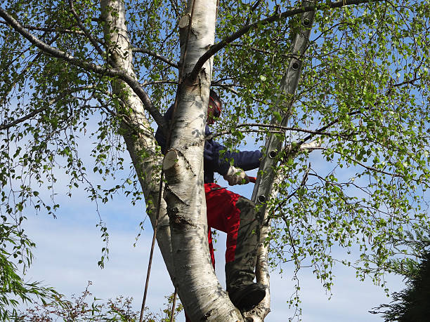  Hollister, MO Tree Removal Services Pros