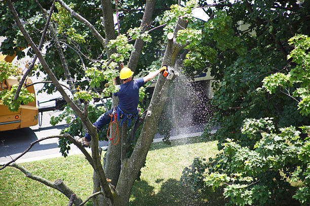 Best Root Management and Removal  in Hollister, MO